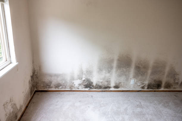 Mold Removal for HVAC Installations in Manchester Center, VT